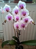 orhidee valynedelcu@yahoo.com 0105
