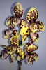 orhidee valynedelcu@yahoo.com 0106