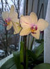 orhidee valynedelcu@yahoo.com 0101