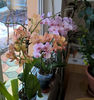 orhidee valynedelcu@yahoo.com 0100