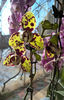orhidee valynedelcu@yahoo.com 0098
