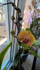 orhidee valynedelcu@yahoo.com 0115