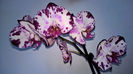 orhidee valynedelcu@yahoo.com 0097