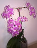 orhidee valynedelcu@yahoo.com 0096