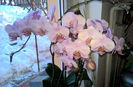 orhidee valynedelcu@yahoo.com 0095