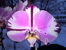 orhidee valynedelcu@yahoo.com 0092