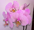orhidee valynedelcu@yahoo.com 0090
