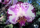 orhidee valynedelcu@yahoo.com 0087