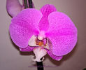 orhidee valynedelcu@yahoo.com 0083