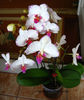 orhidee valynedelcu@yahoo.com 0078