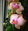 orhidee valynedelcu@yahoo.com 0077