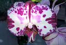 orhidee valynedelcu@yahoo.com 0074
