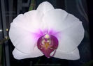 orhidee valynedelcu@yahoo.com 0073