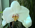 orhidee valynedelcu@yahoo.com 0072