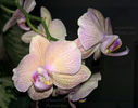 orhidee valynedelcu@yahoo.com 0069