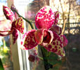orhidee valynedelcu@yahoo.com 0066