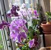 orhidee valynedelcu@yahoo.com 0065