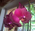 orhidee valynedelcu@yahoo.com 0063