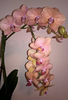 orhidee valynedelcu@yahoo.com 0061