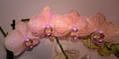 orhidee valynedelcu@yahoo.com 0060