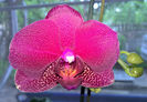 orhidee valynedelcu@yahoo.com 0059