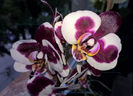 orhidee valynedelcu@yahoo.com 0058