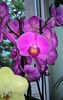 orhidee valynedelcu@yahoo.com 0056