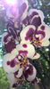 orhidee valynedelcu@yahoo.com 0054