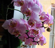 orhidee valynedelcu@yahoo.com 0050