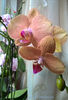 orhidee valynedelcu@yahoo.com 0049