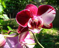 orhidee valynedelcu@yahoo.com 0042