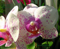 orhidee valynedelcu@yahoo.com 0039