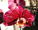 orhidee valynedelcu@yahoo.com 0038