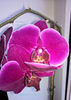 orhidee valynedelcu@yahoo.com 0036