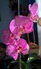 orhidee valynedelcu@yahoo.com 0033