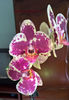orhidee valynedelcu@yahoo.com 0031