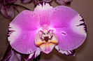 orhidee valynedelcu@yahoo.com 0026