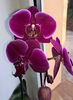 orhidee valynedelcu@yahoo.com 0023