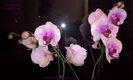 orhidee valynedelcu@yahoo.com 0022
