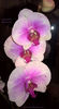 orhidee valynedelcu@yahoo.com 0021
