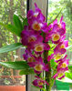 orhidee valynedelcu@yahoo.com 0020