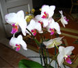 orhidee valynedelcu@yahoo.com 0017