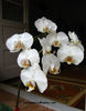 orhidee valynedelcu@yahoo.com 0016
