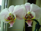 orhidee valynedelcu@yahoo.com 0015
