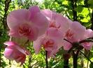 orhidee valynedelcu@yahoo.com 0010