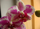 orhidee valynedelcu@yahoo.com 0009