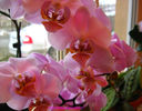 orhidee valynedelcu@yahoo.com 0008