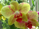 orhidee valynedelcu@yahoo.com 0004