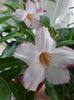 Adenium rose