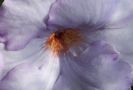 Blue Temptation